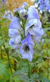 Aconitum bodinieri