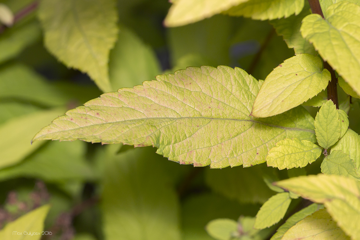 Изображение особи Spiraea japonica.