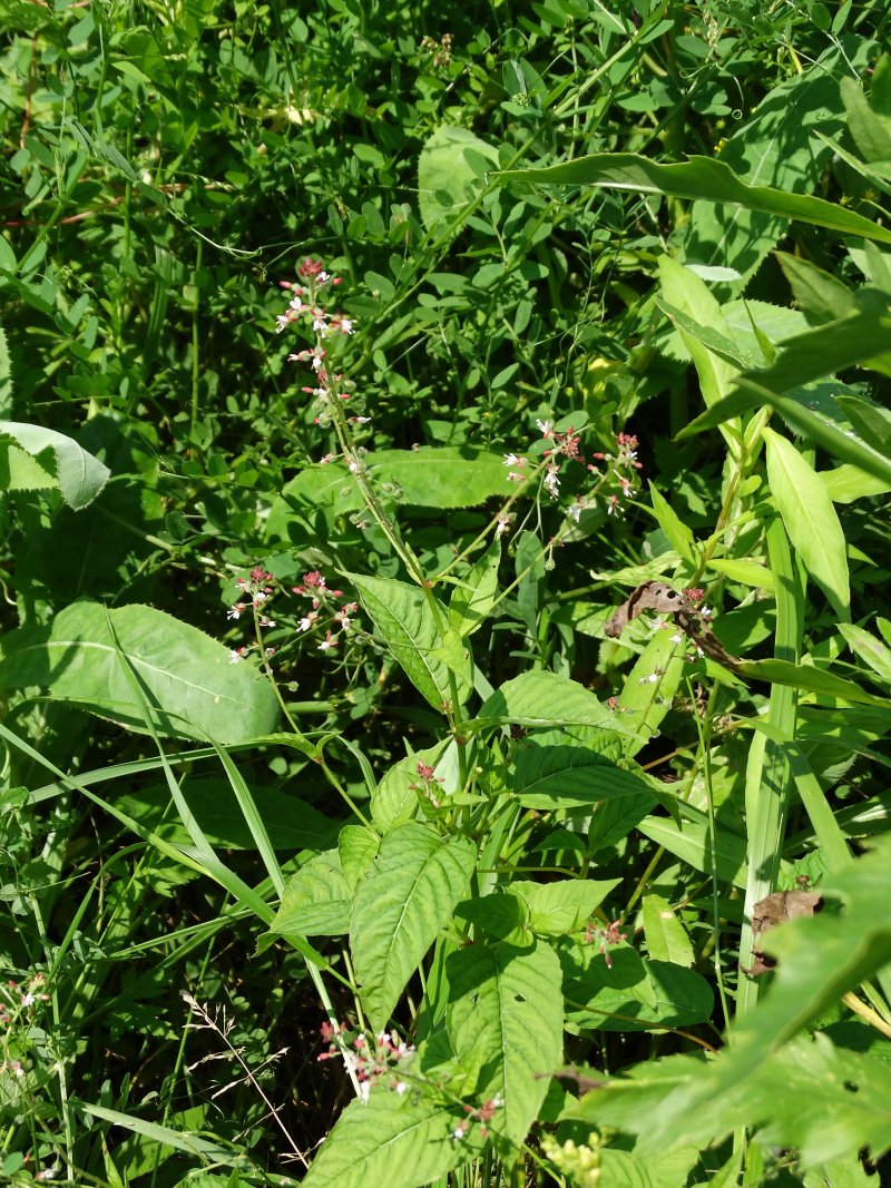 Изображение особи Circaea lutetiana ssp. quadrisulcata.