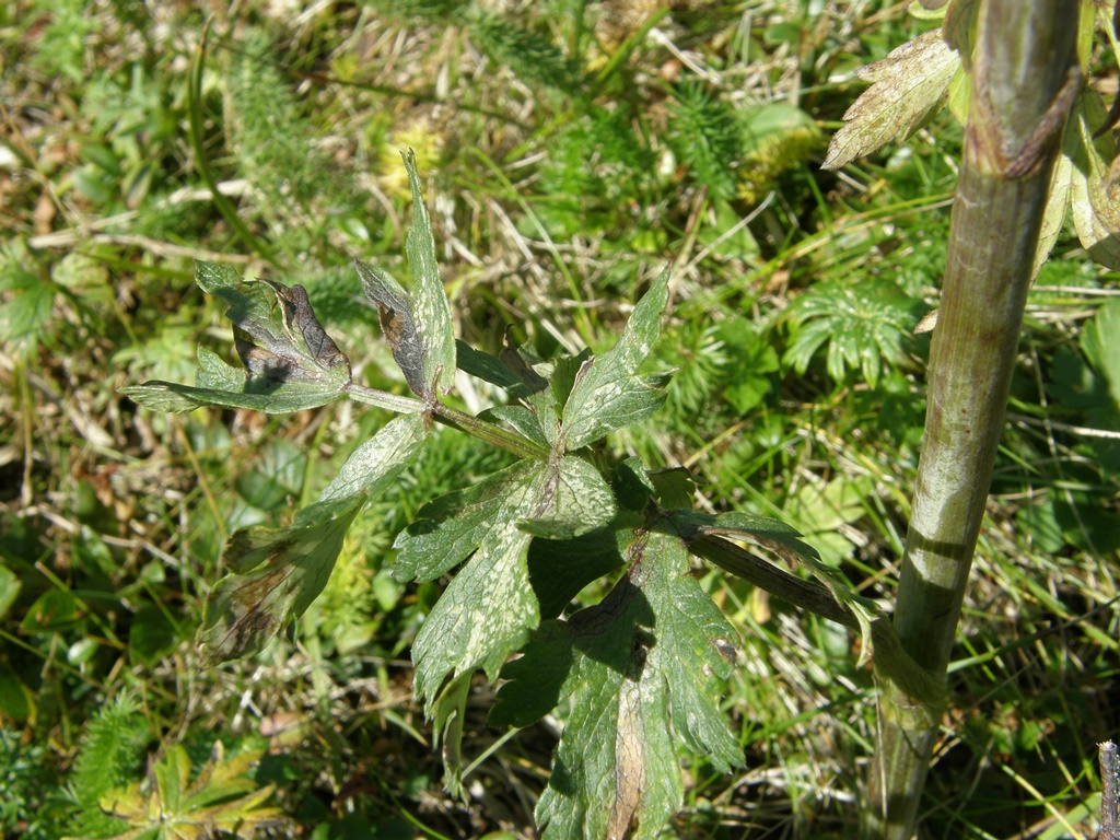 Image of Sajanella monstrosa specimen.