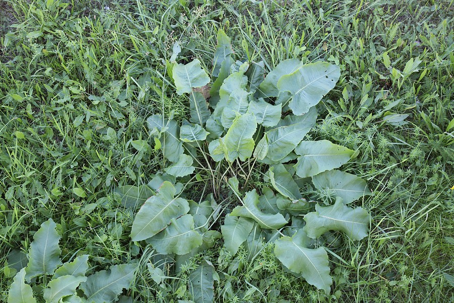 Image of Rumex confertus specimen.