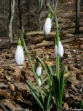 Galanthus plicatus