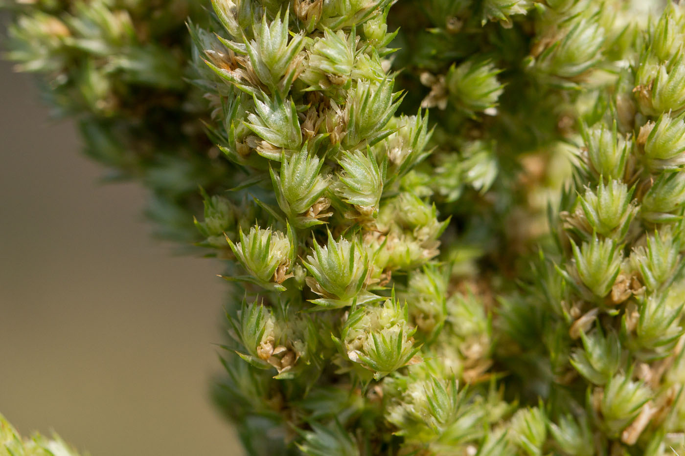 Image of Amaranthus retroflexus specimen.