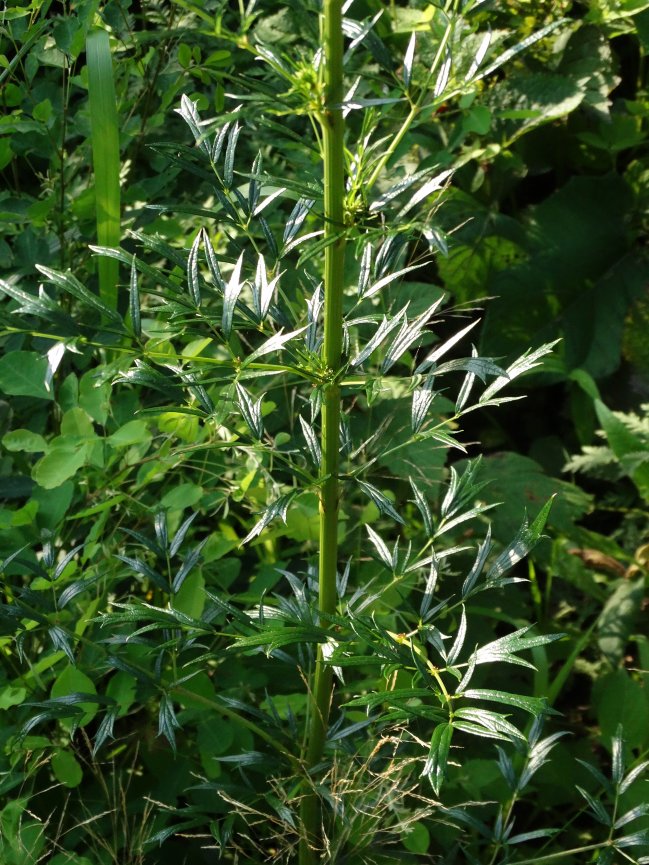 Image of Thalictrum amurense specimen.