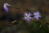 Dianthus superbus