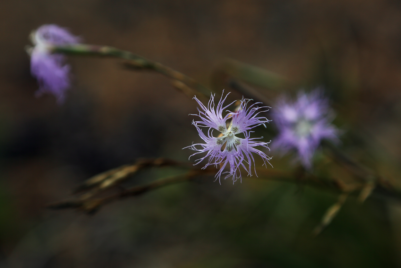 Изображение особи Dianthus superbus.