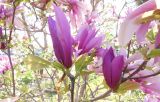 Magnolia liliiflora