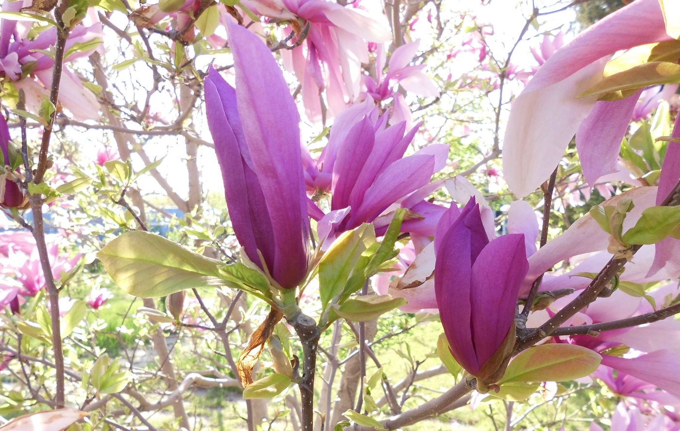 Image of Magnolia liliiflora specimen.