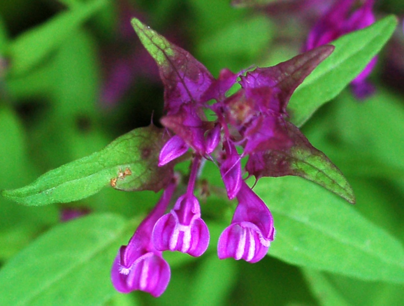 Изображение особи Melampyrum setaceum.