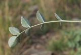 Hedysarum splendens. Лист (нижняя сторона). Казахстан, Восточно-Казахстанская обл., Глубоковский р-н, окр. с. Кожохово. 21.08.2016.