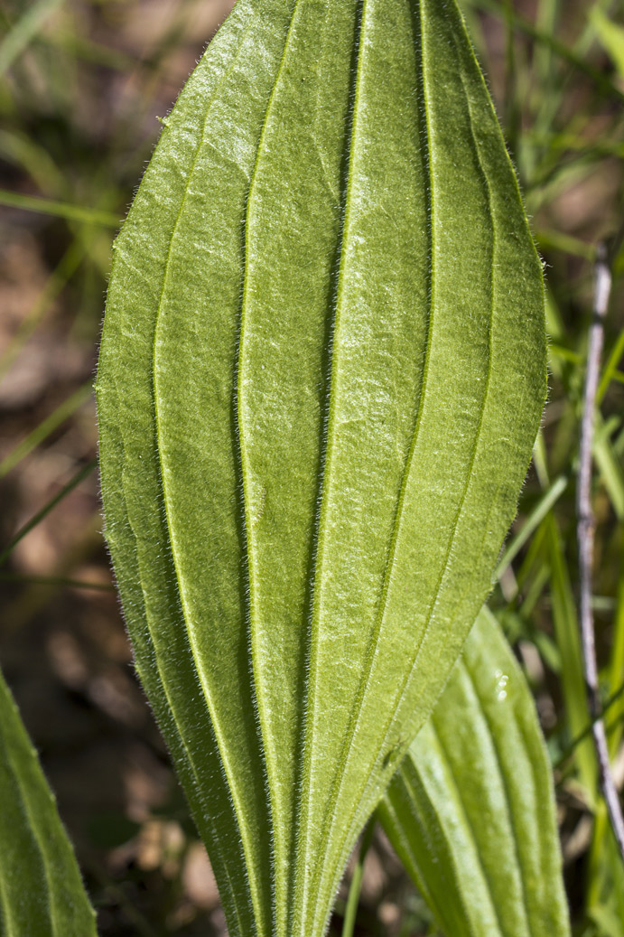 Изображение особи Plantago media.