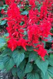 Salvia splendens. Цветущие растения. Владивосток, Ботанический сад. 12.09.2016.