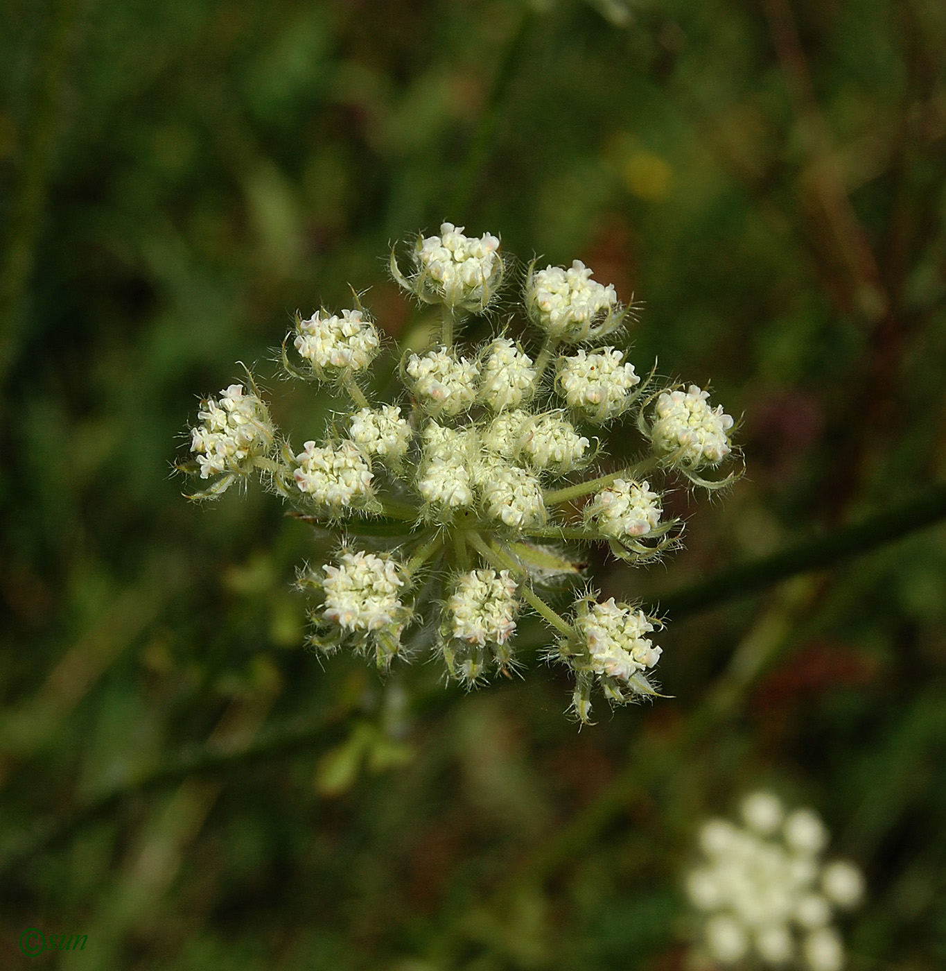 Image of Laserpitium hispidum specimen.