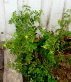 Potentilla supina