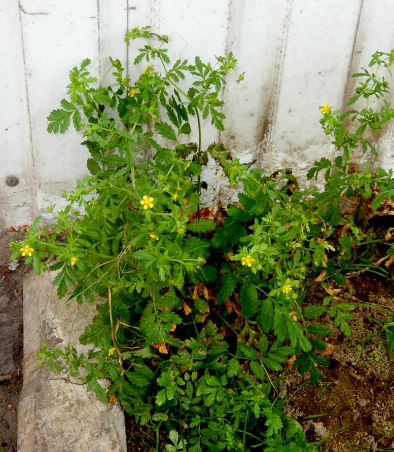 Image of Potentilla supina specimen.