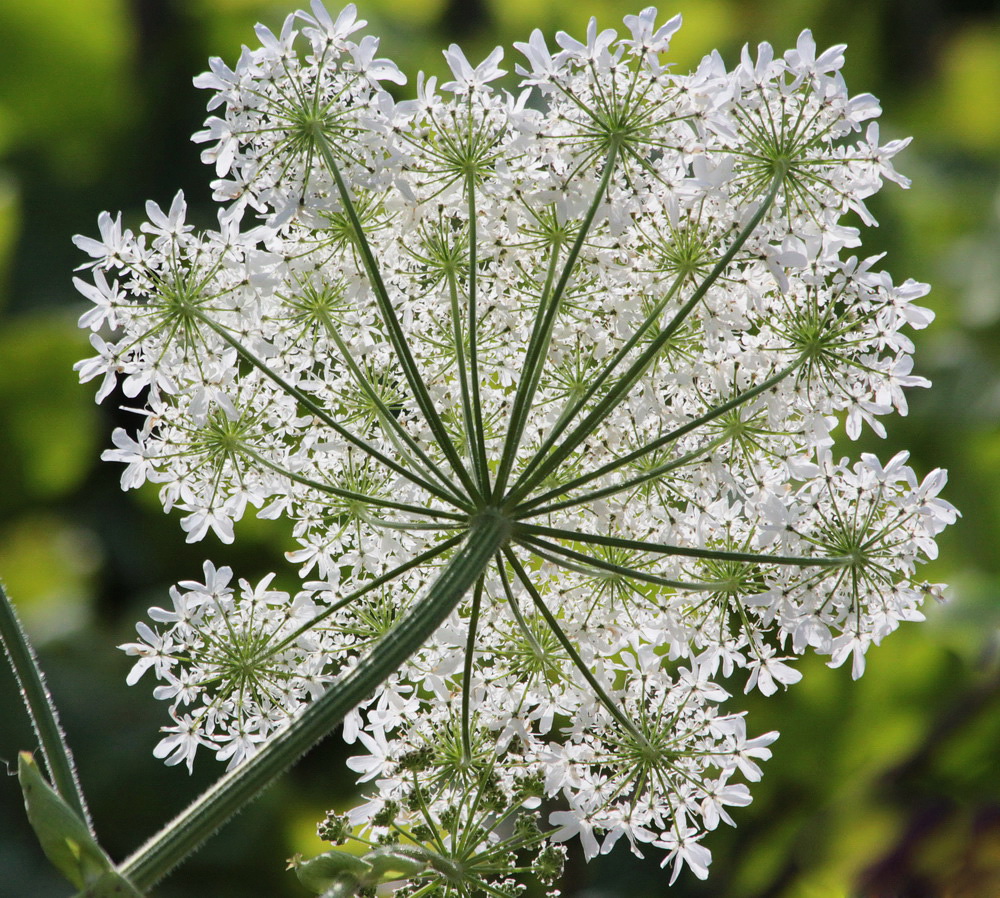 Image of Heracleum sosnowskyi specimen.