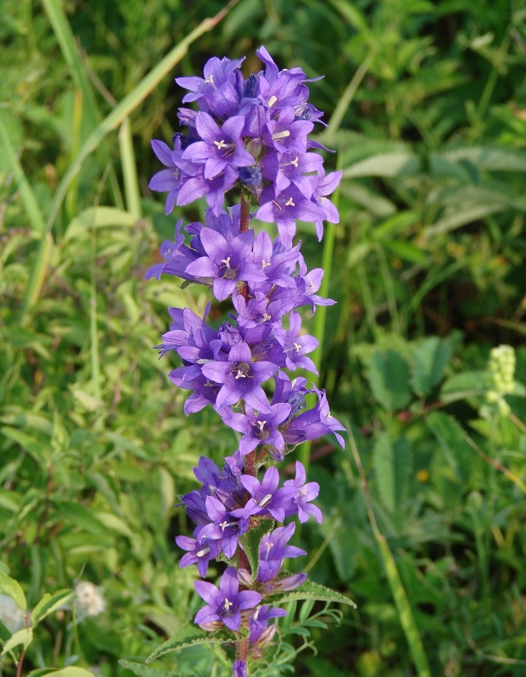 Image of Campanula glomerata specimen.