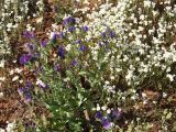 Echium plantagineum