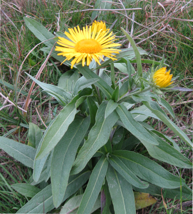 Image of Inula britannica specimen.