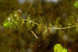 Utricularia vulgaris. Верхушка вегетирующего побега. Украина, г. Запорожье, о-в Хортица, южная часть острова, озеро. 11.06.2016.