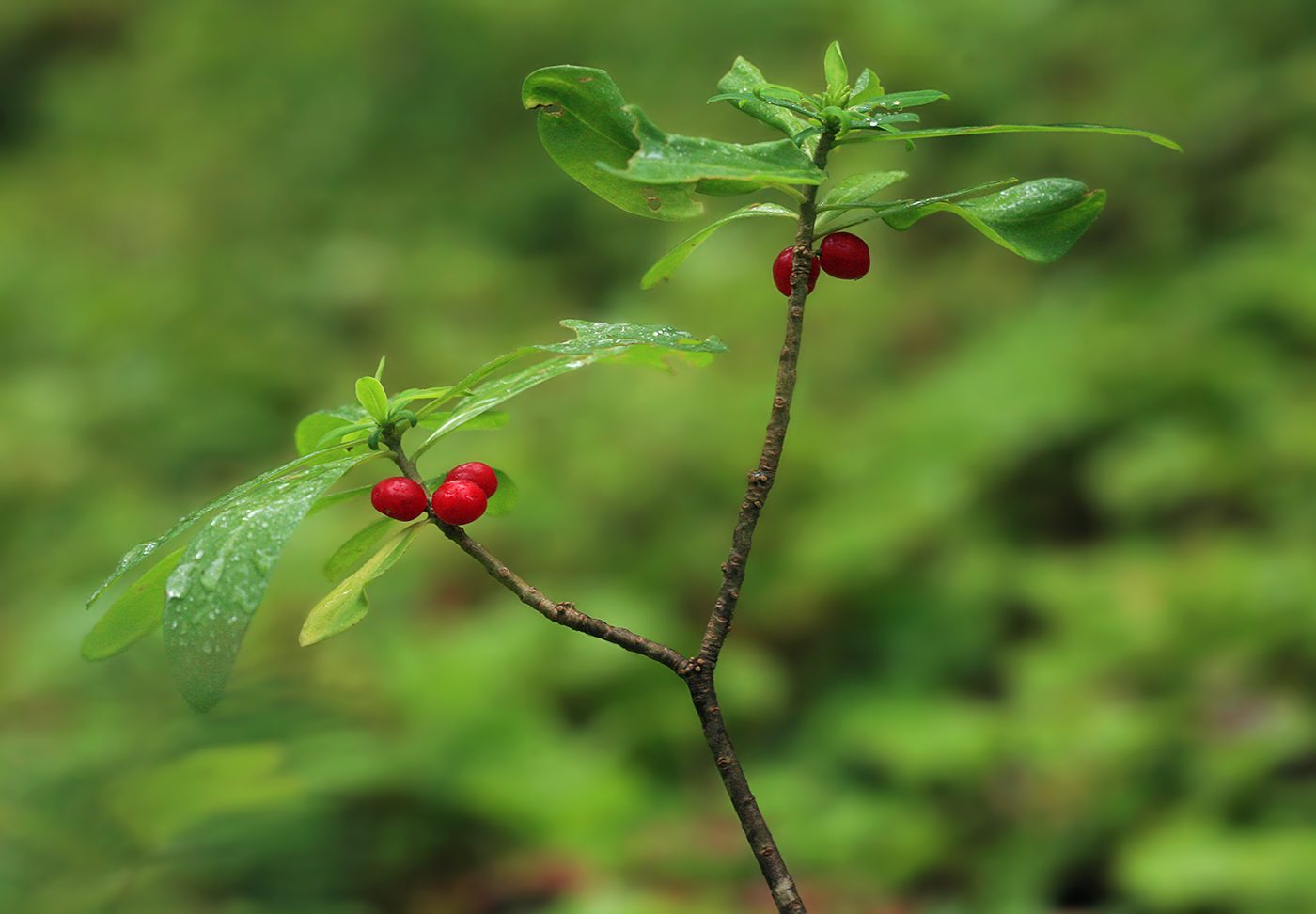 Image of Daphne jezoensis specimen.