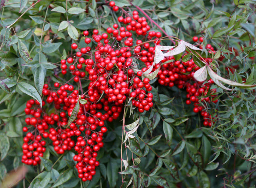 Image of Nandina domestica specimen.