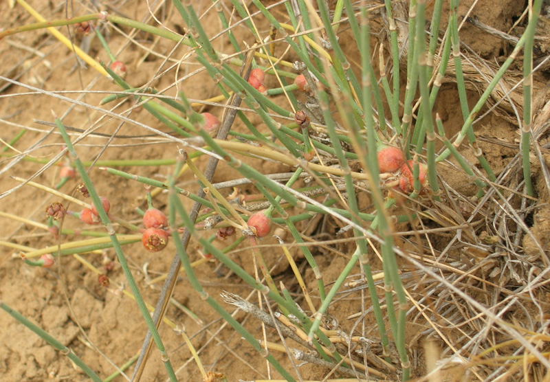 Image of Ephedra distachya specimen.