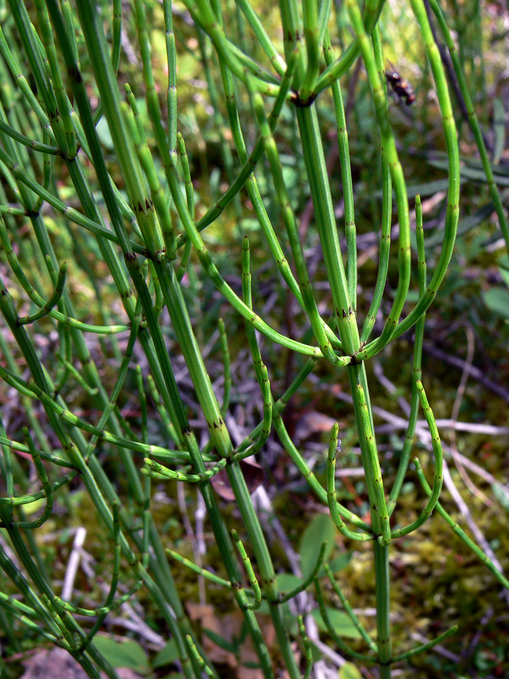 Image of Equisetum palustre specimen.