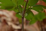 Isopyrum thalictroides