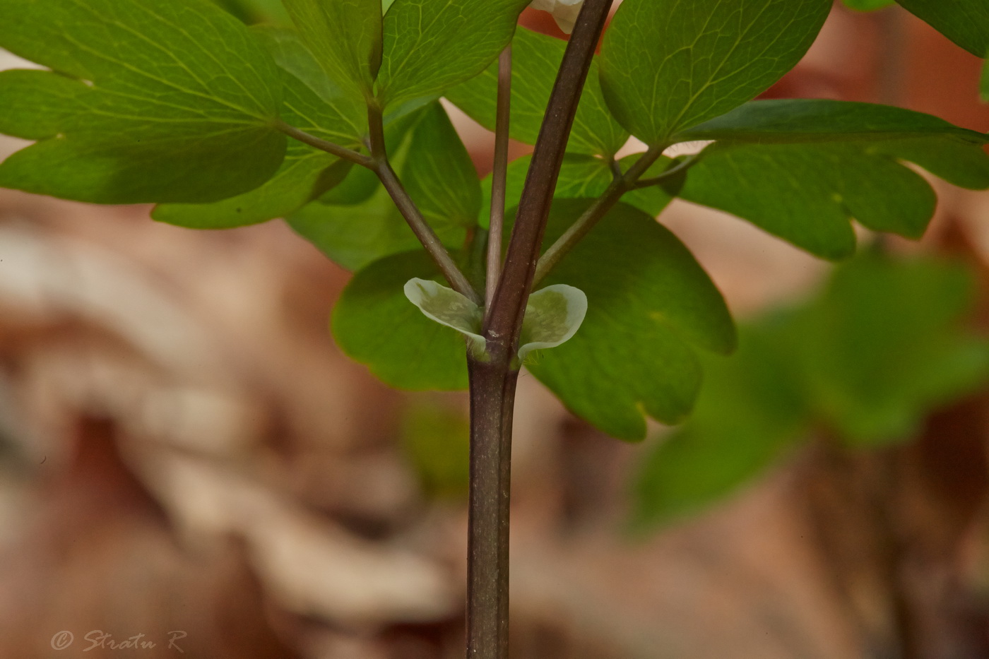 Изображение особи Isopyrum thalictroides.