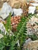 Astragalus danicus. Соплодие и лист. Вологодская обл., Великоустюгский р-н, берег р. Сухоны. Июль.