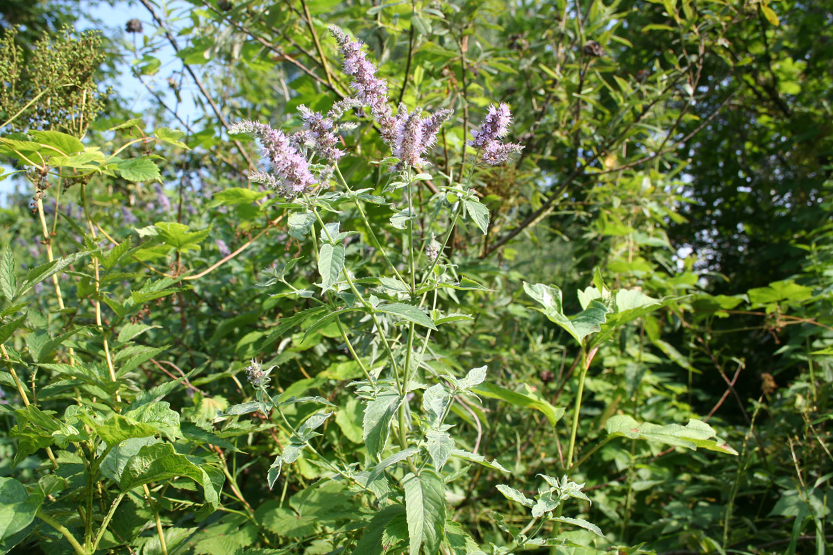 Изображение особи Mentha asiatica.