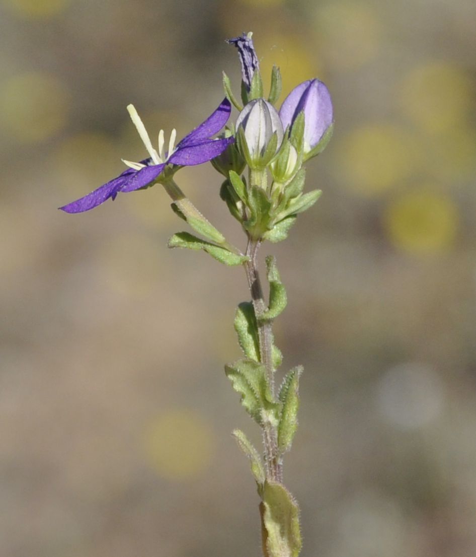 Image of Legousia speculum-veneris specimen.