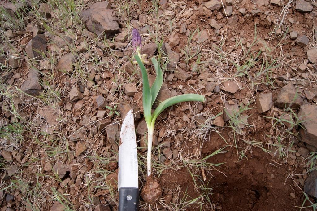 Image of Leopoldia longipes specimen.