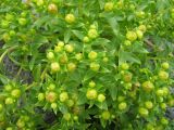 Honckenya subspecies major