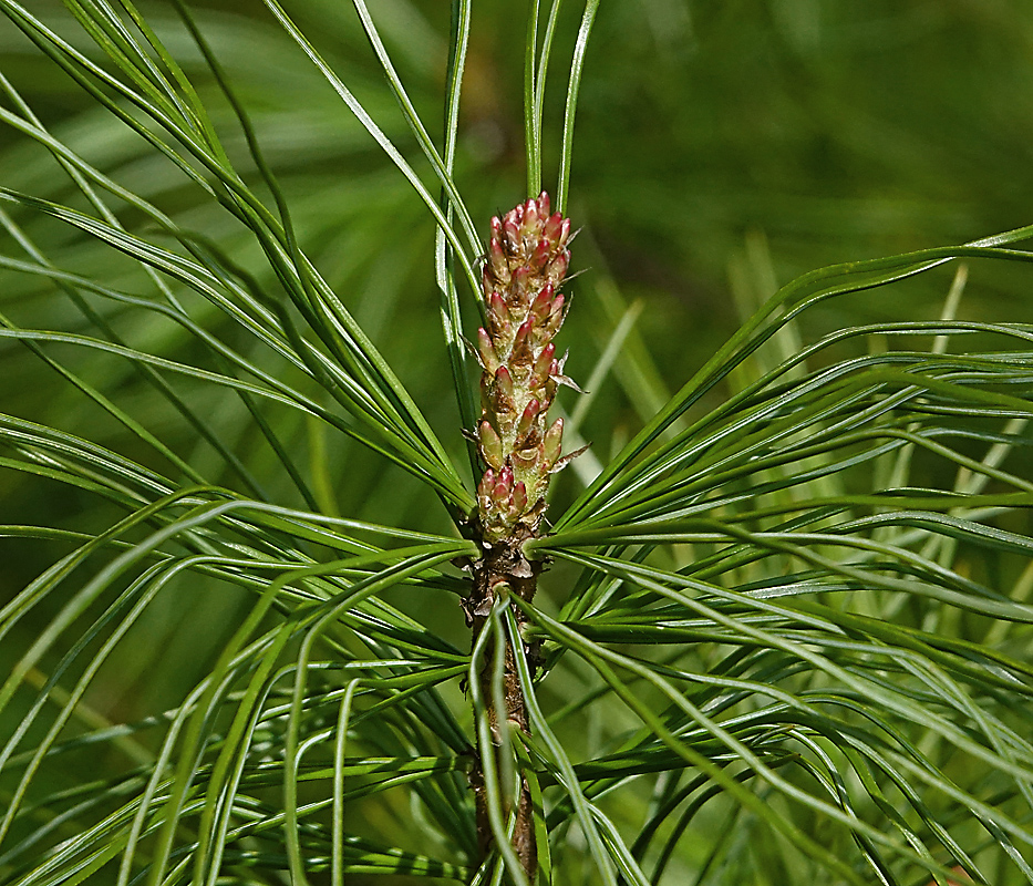 Изображение особи Pinus sibirica.