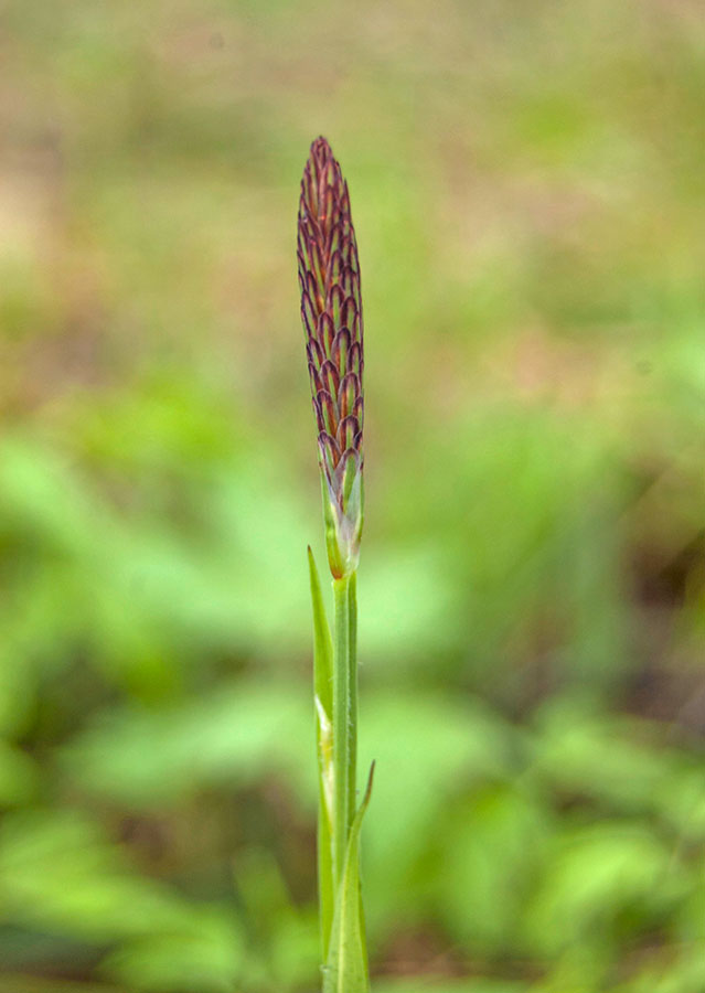 Image of Carex pilosa specimen.