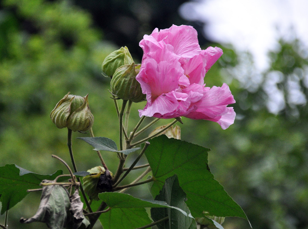 Изображение особи Hibiscus mutabilis.