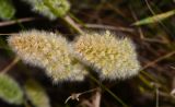 Polypogon monspeliensis