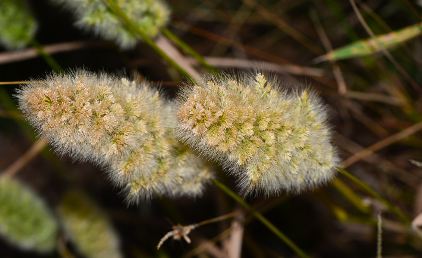 Изображение особи Polypogon monspeliensis.