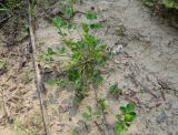 Medicago lupulina