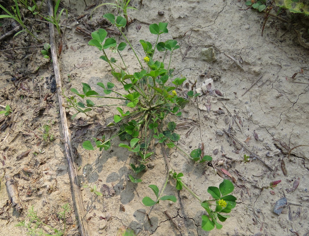 Изображение особи Medicago lupulina.