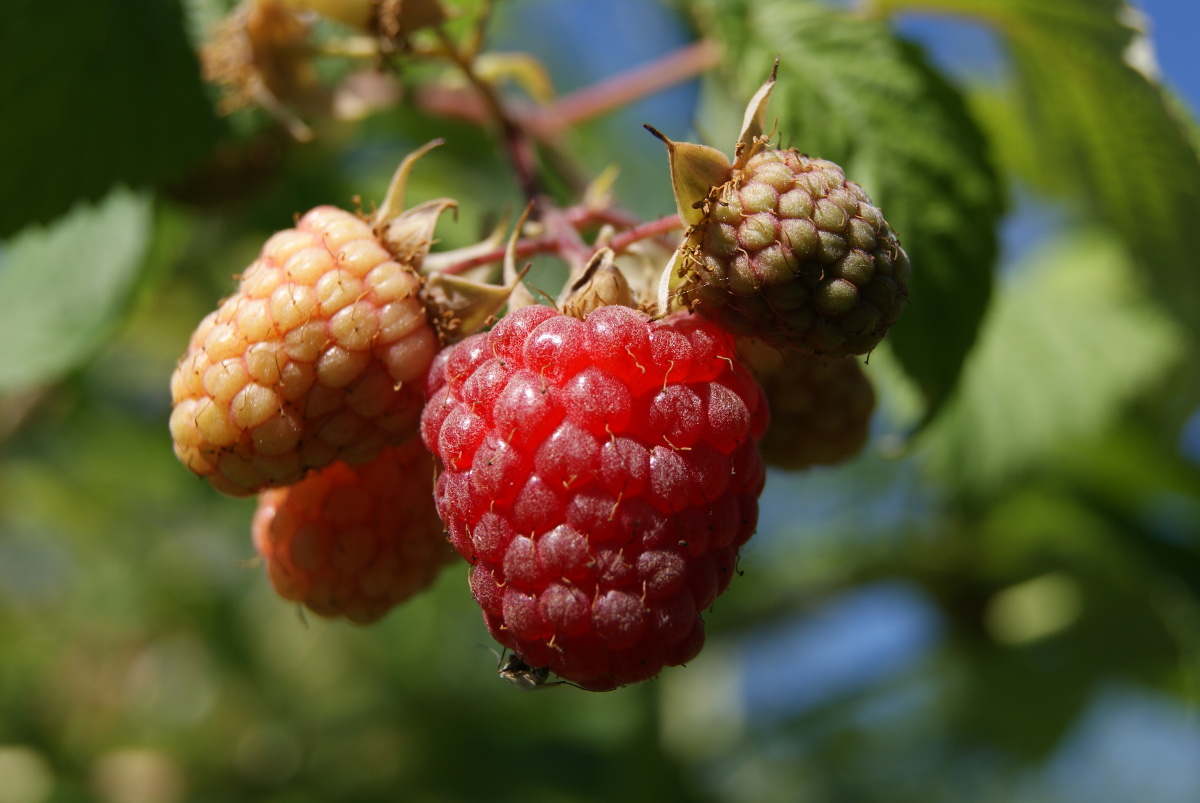 Image of Rubus idaeus specimen.