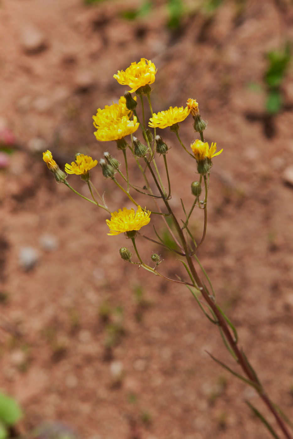 Изображение особи Crepis tectorum.