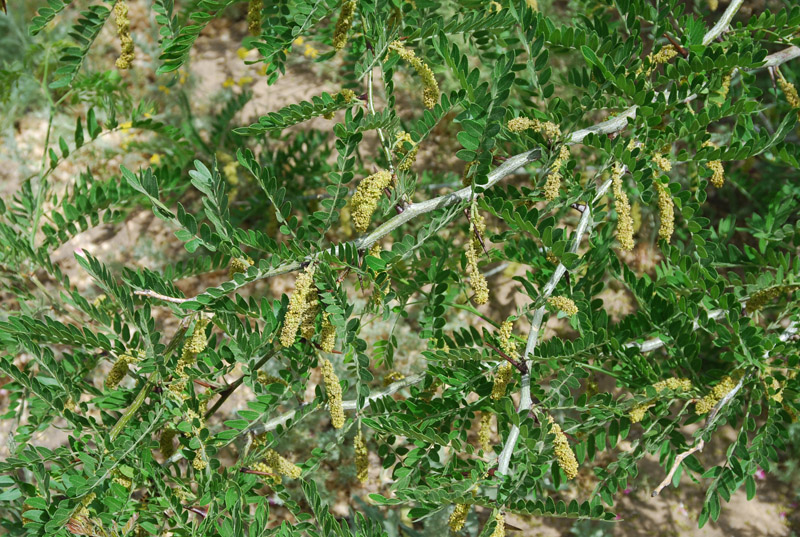 Изображение особи Gleditsia triacanthos.