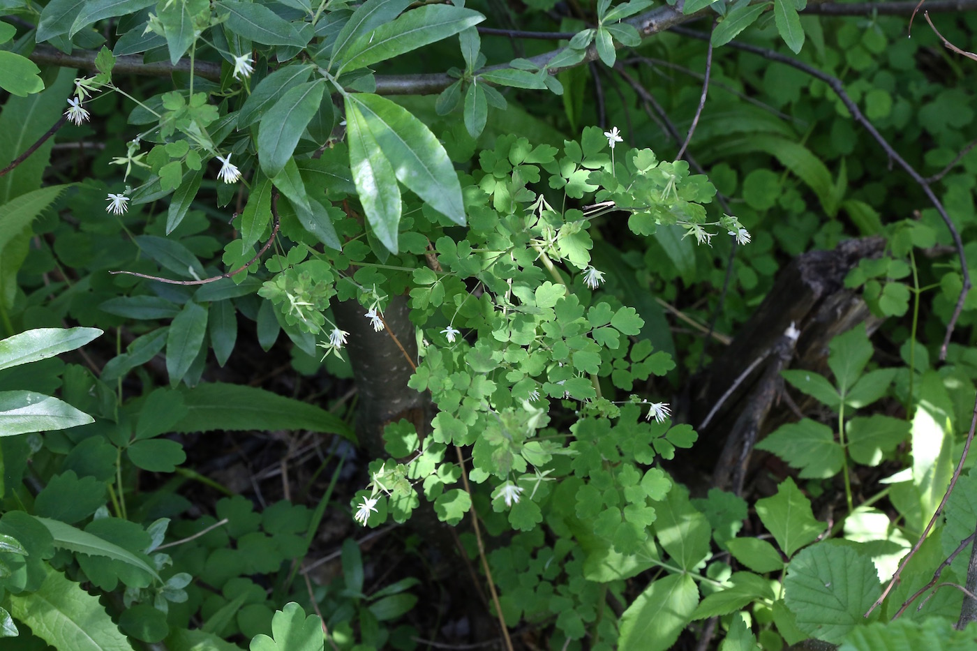 Image of Thalictrum sparsiflorum specimen.