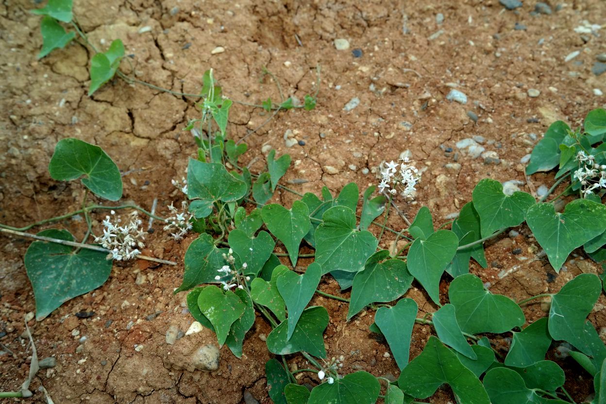 Image of Cynanchum acutum specimen.