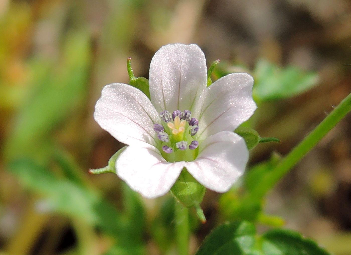Image of Geranium sibiricum specimen.