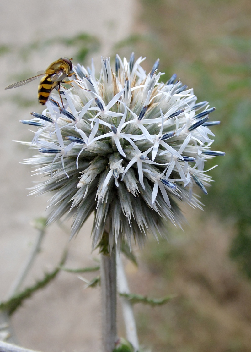 Image of Echinops sphaerocephalus specimen.