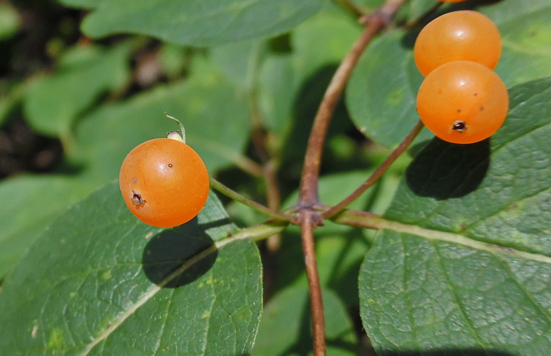 Изображение особи Lonicera tatarica.